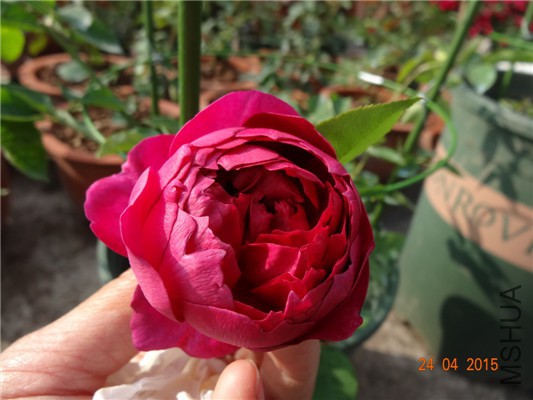 DSC08090.jpg