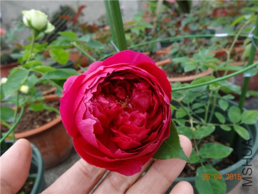 DSC08166.jpg