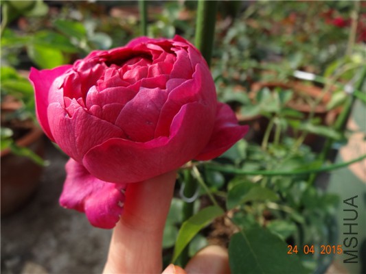 DSC08091.jpg