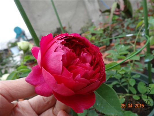 DSC08168.jpg