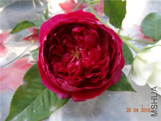 DSC08217.jpg