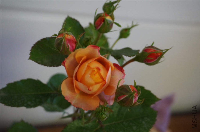 DSC02277.jpg