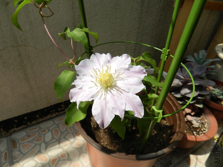 ��Ƭ1 019.jpg