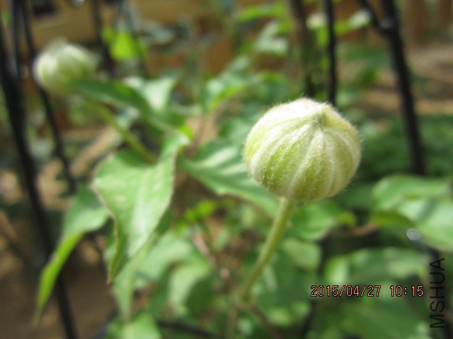 IMG_8251.JPG