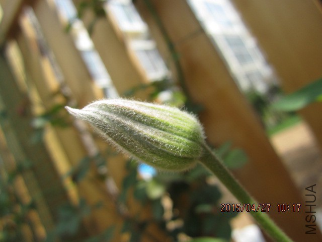 IMG_8254.JPG