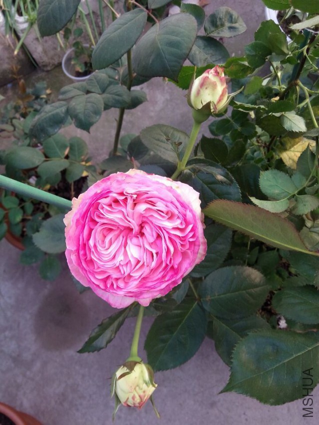 QQͼƬ20150427105919.jpg