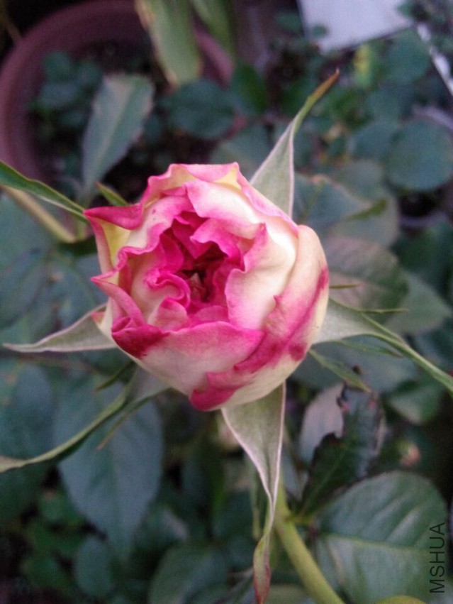 QQͼƬ20150427105548.jpg