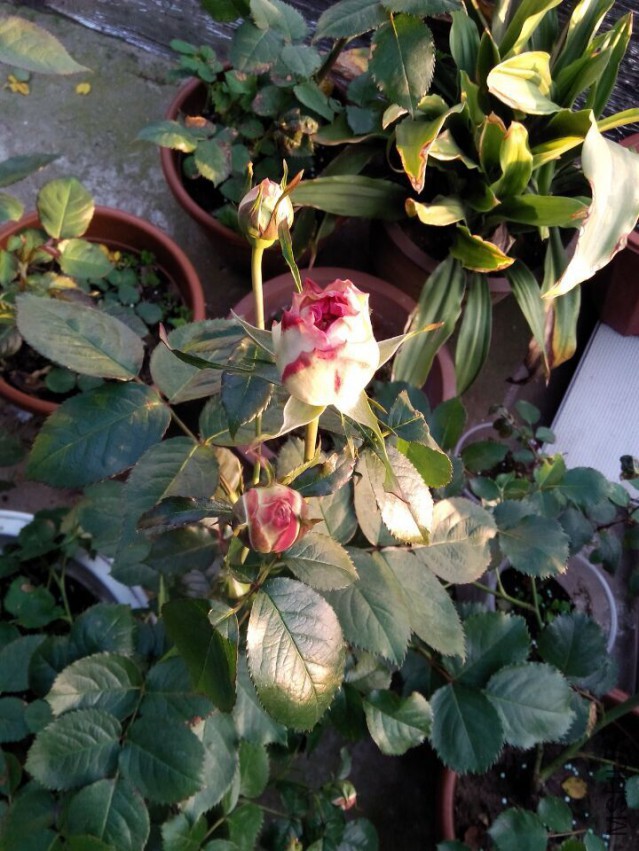 QQͼƬ20150427105559.jpg