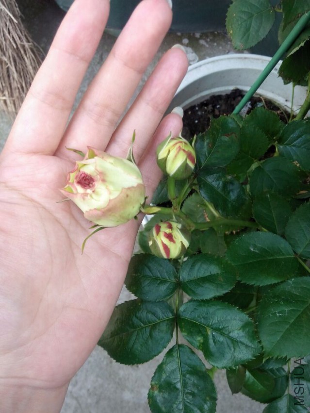 QQͼƬ20150427105815.jpg