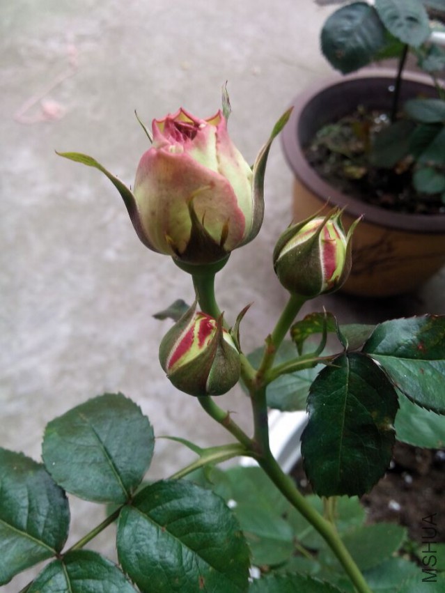 QQͼƬ20150427105825.jpg