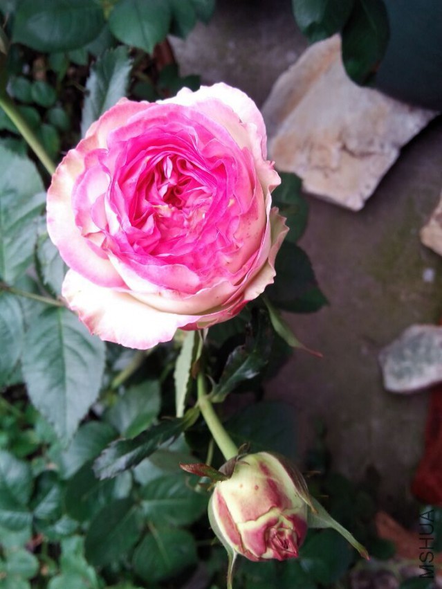 QQͼƬ20150427105831.jpg