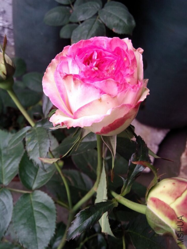 QQͼƬ20150427105835.jpg