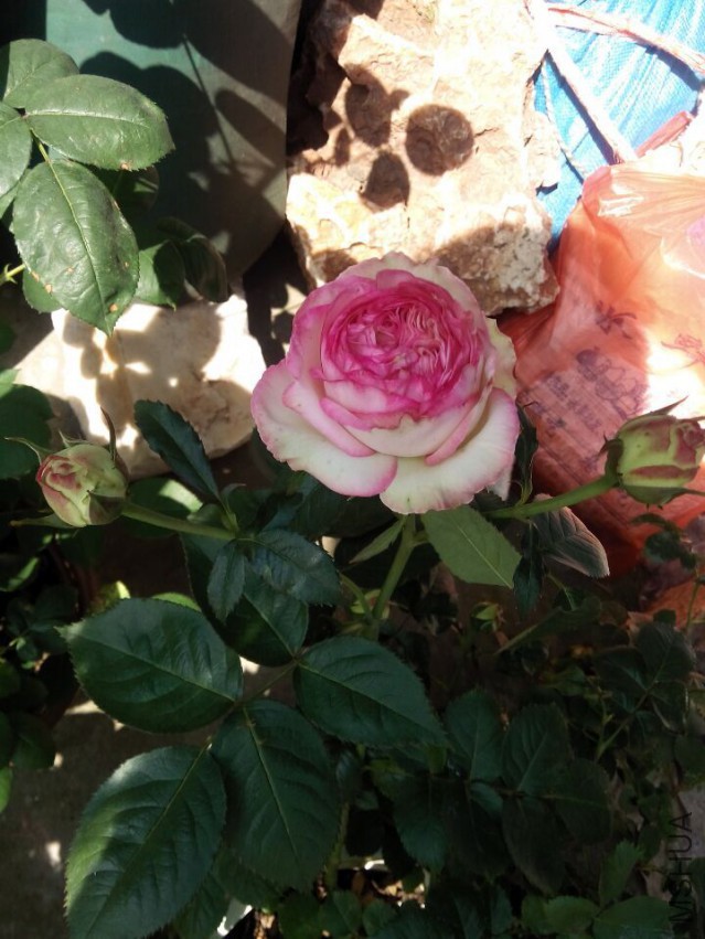 QQͼƬ20150427105839.jpg