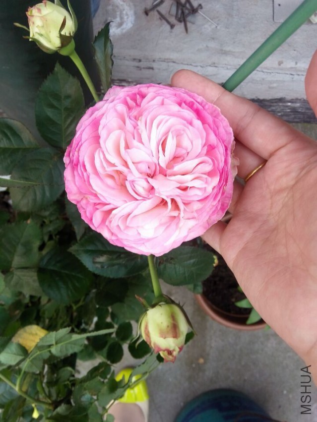 QQͼƬ20150427105852.jpg