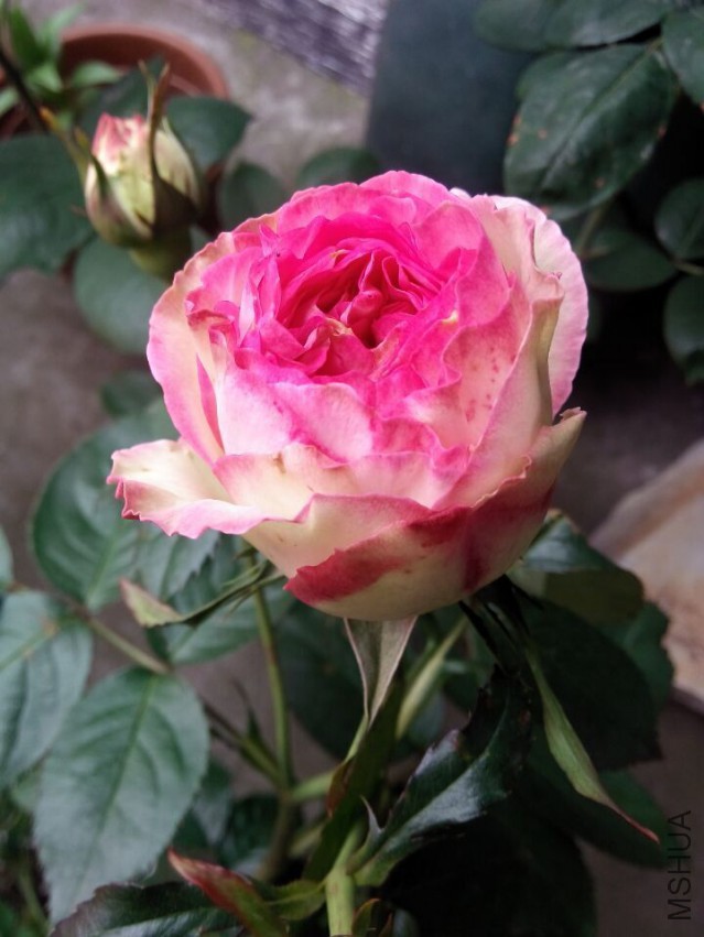 QQͼƬ20150427105859.jpg