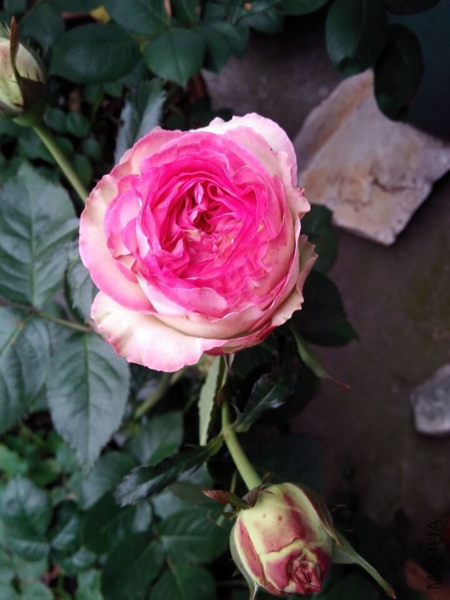QQͼƬ20150427105904.jpg
