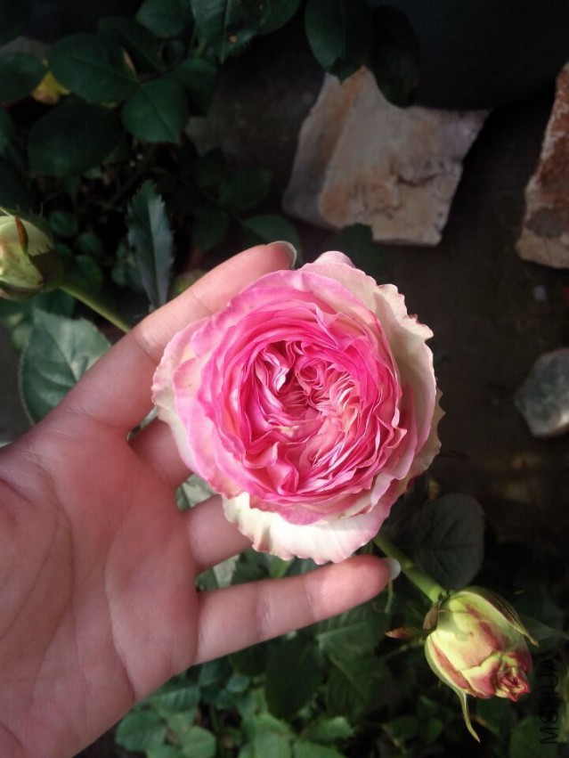 QQͼƬ20150427105907.jpg