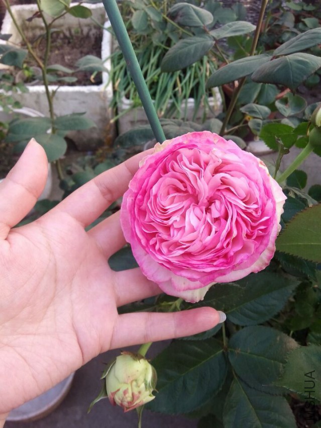 QQͼƬ20150427105911.jpg