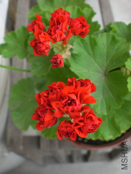 CIMG0633.JPG
