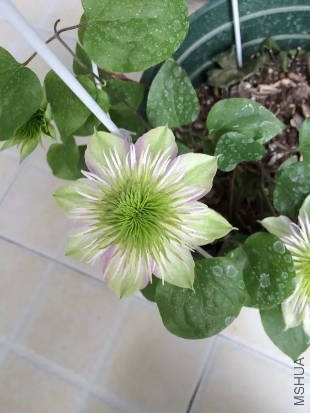 �ʵ�