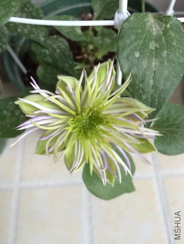 ˮ��