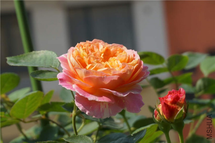DSC02142.jpg