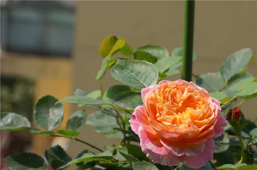 DSC02145.jpg