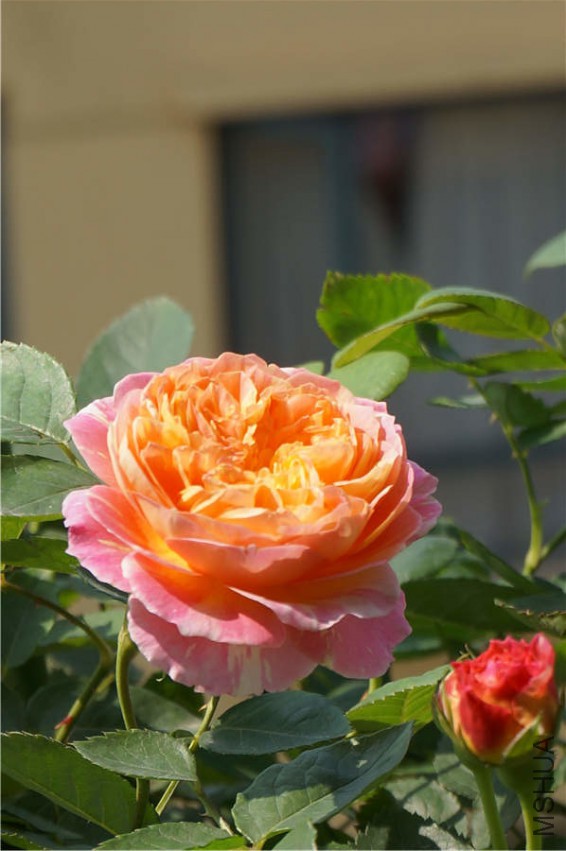 DSC02144.jpg