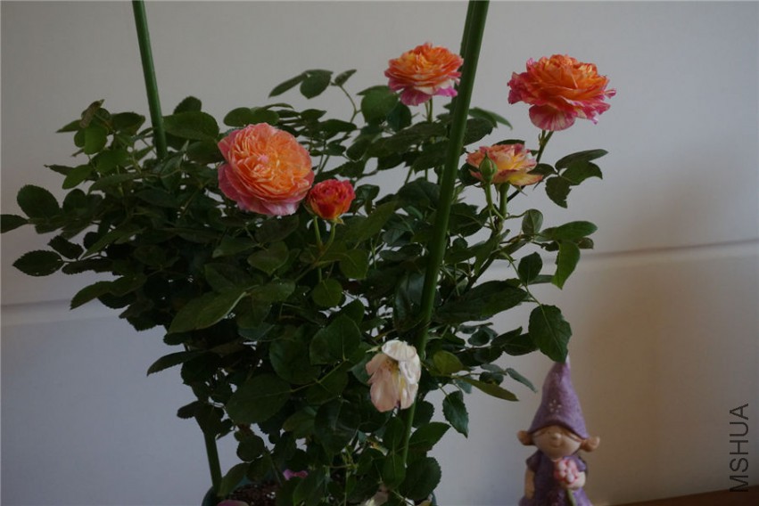 DSC02294.jpg