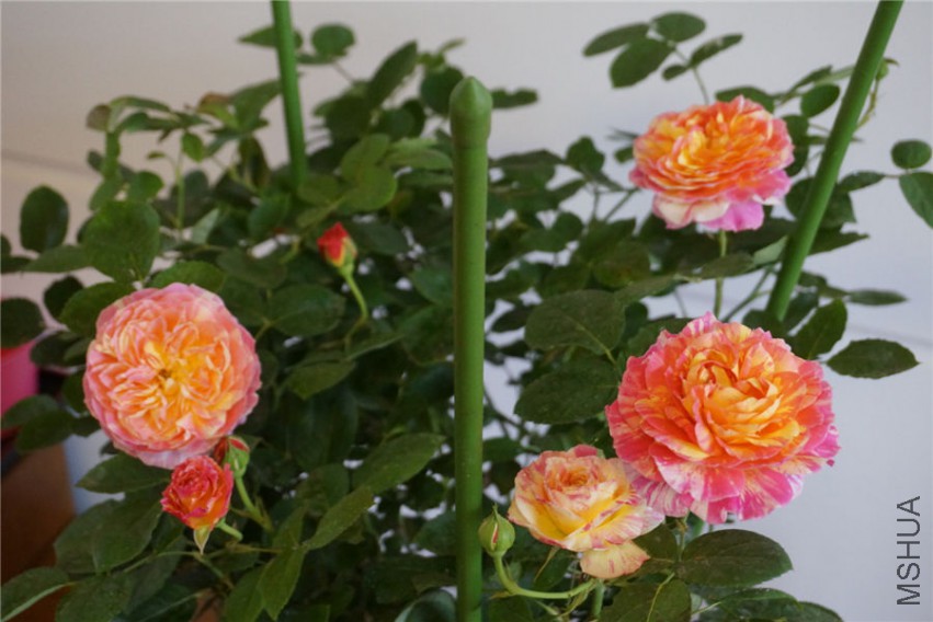 DSC02295.jpg