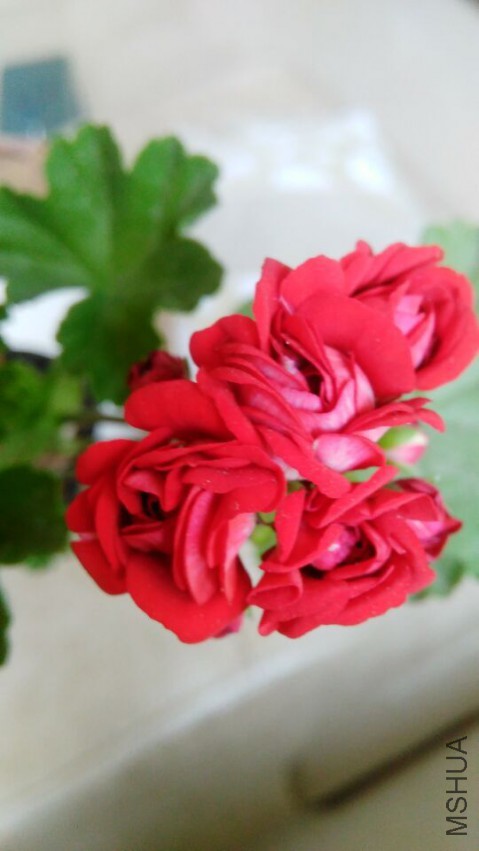 QQͼƬ20150427132006.jpg
