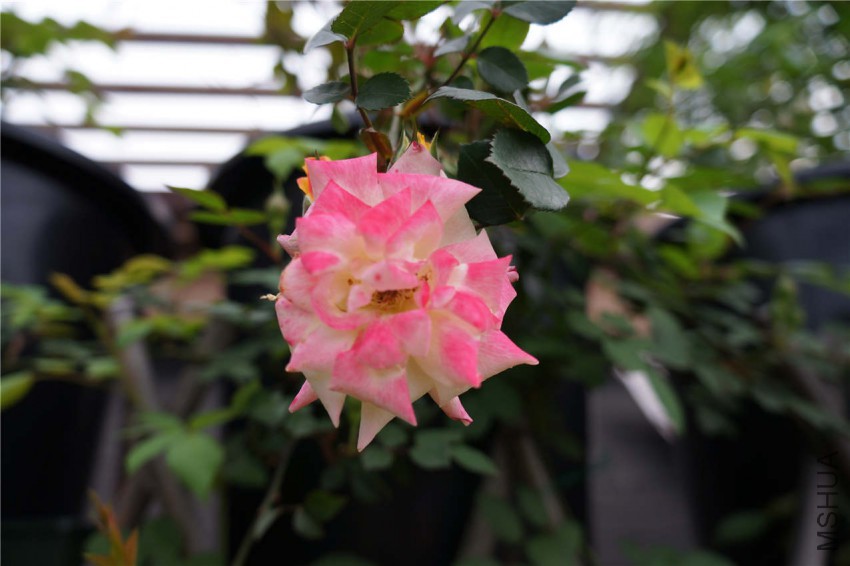 DSC05500.jpg