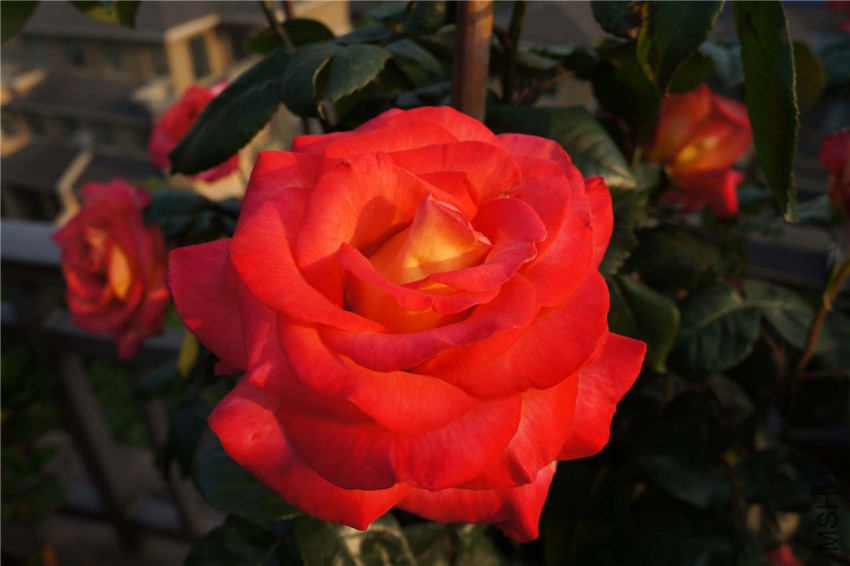 DSC05584.jpg