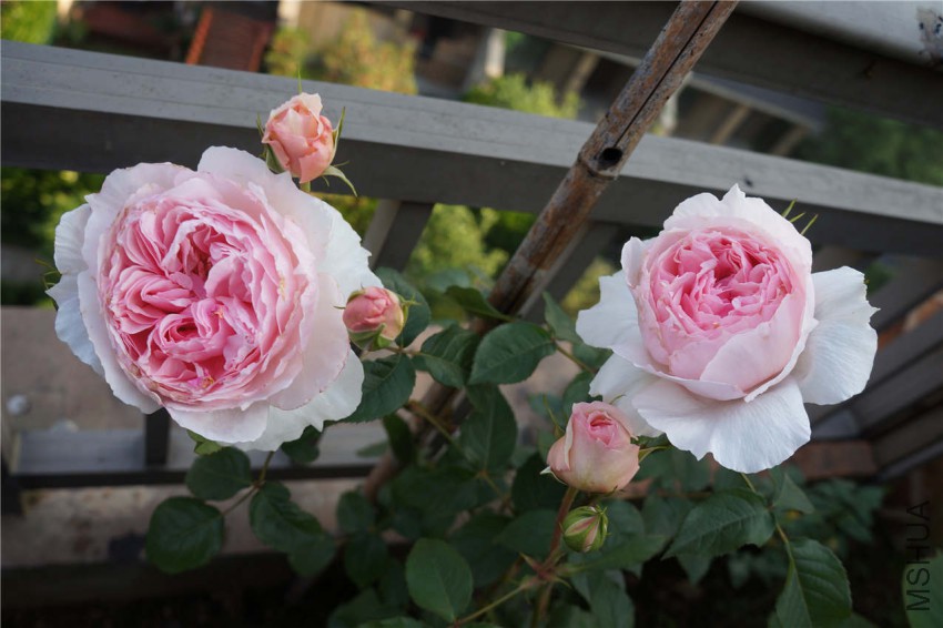 DSC05614.jpg
