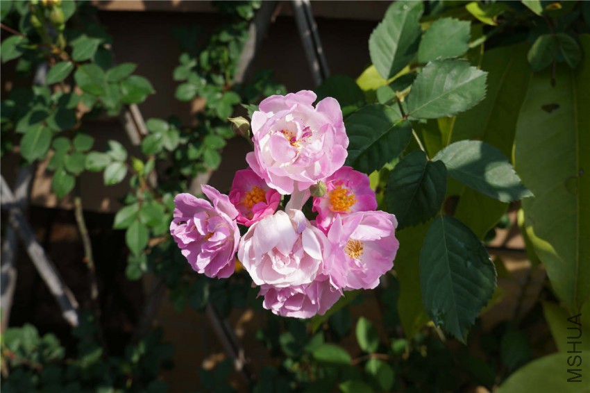 DSC05714.jpg
