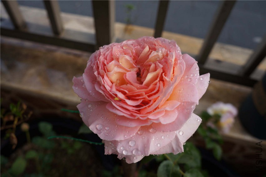 DSC05339.jpg