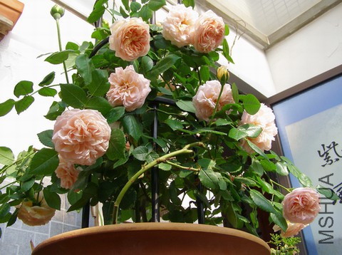 P4272342.JPG