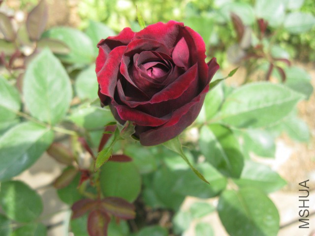 �ʹ�
