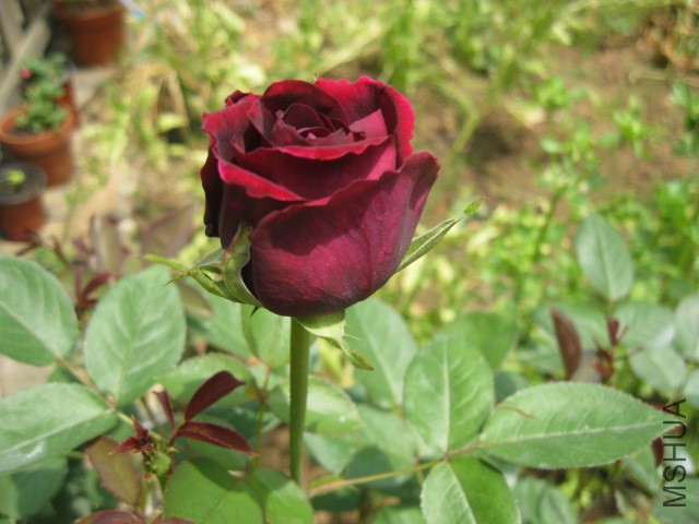 �ʹ�