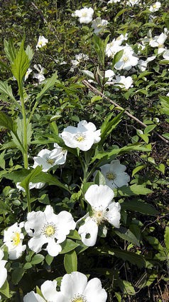 IMG_20150425_091538.jpg
