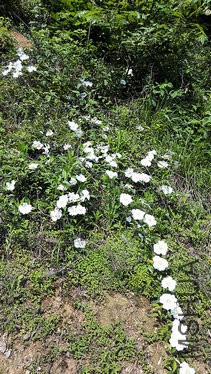 IMG_20150425_091510.jpg