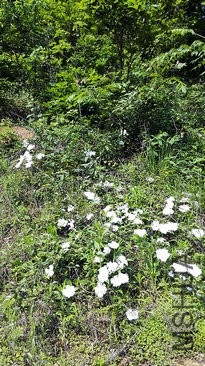 IMG_20150425_091517.jpg