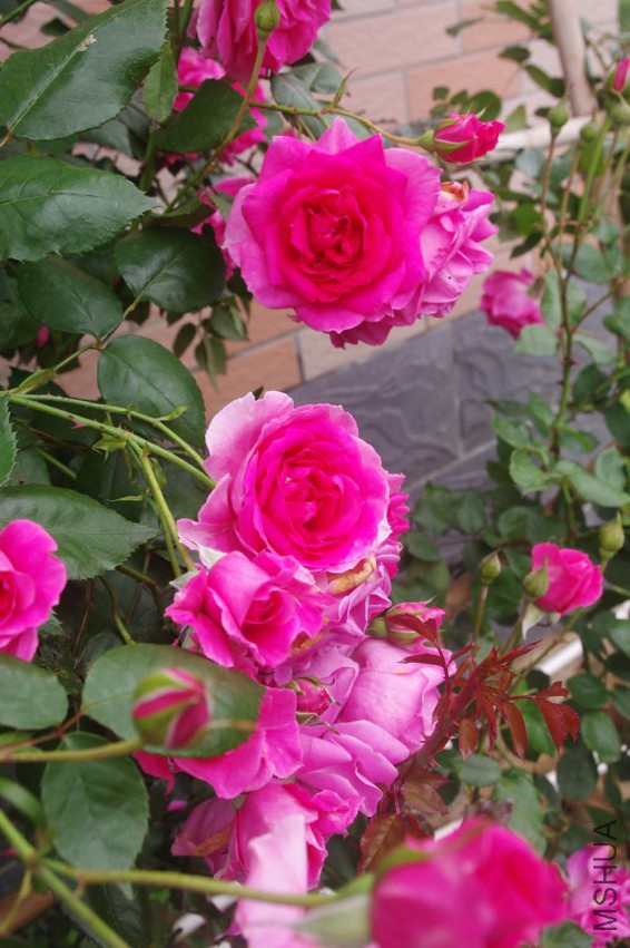 IMGP2419-.jpg