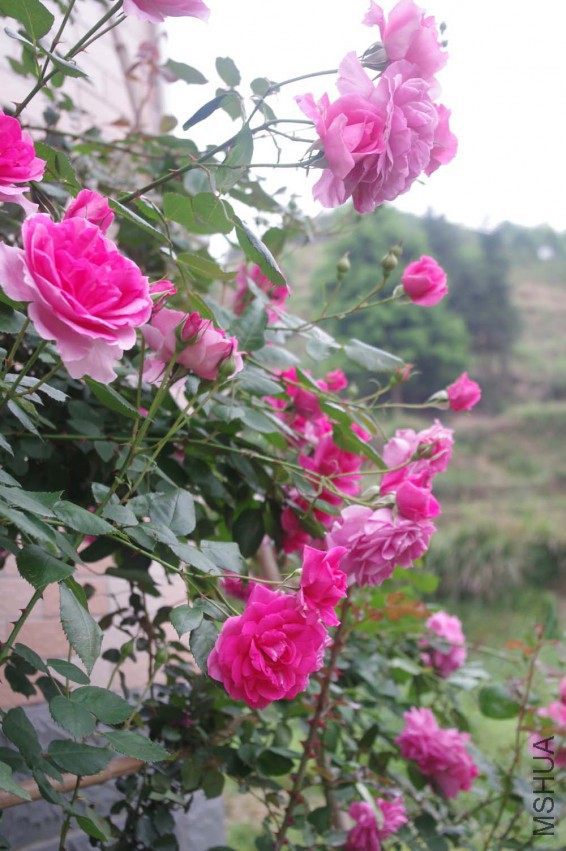 IMGP2521-.jpg