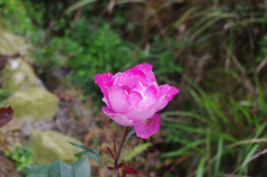 IMGP2478-.jpg