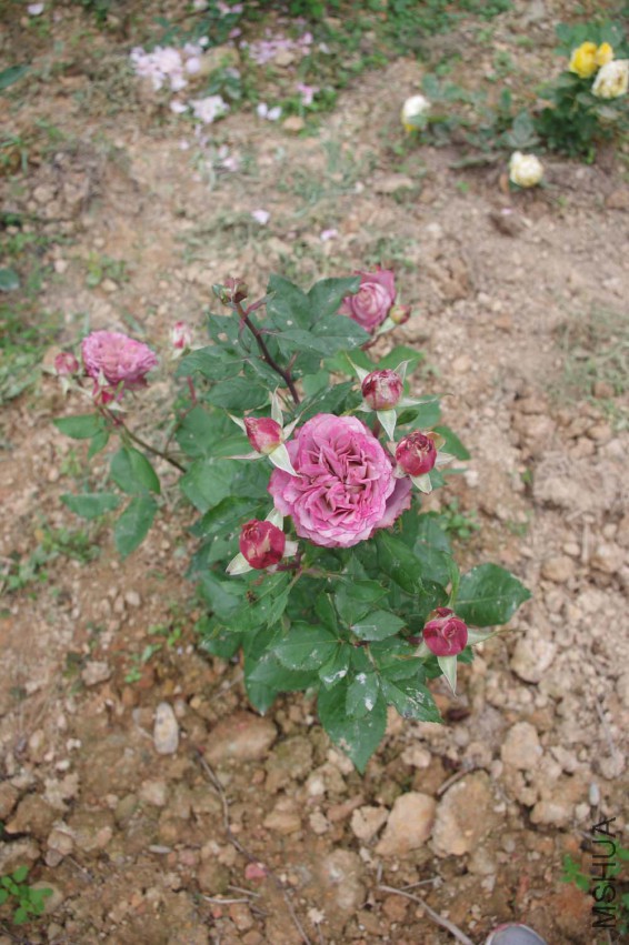 IMGP2511-.jpg