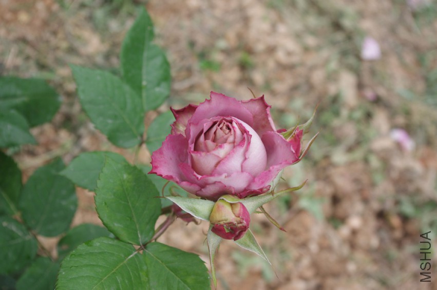IMGP2513-.jpg