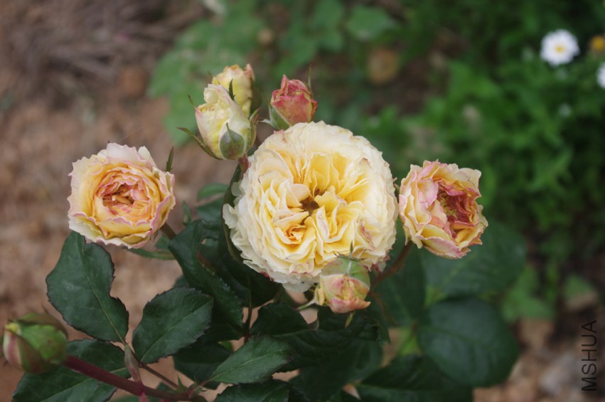 IMGP2515-.jpg