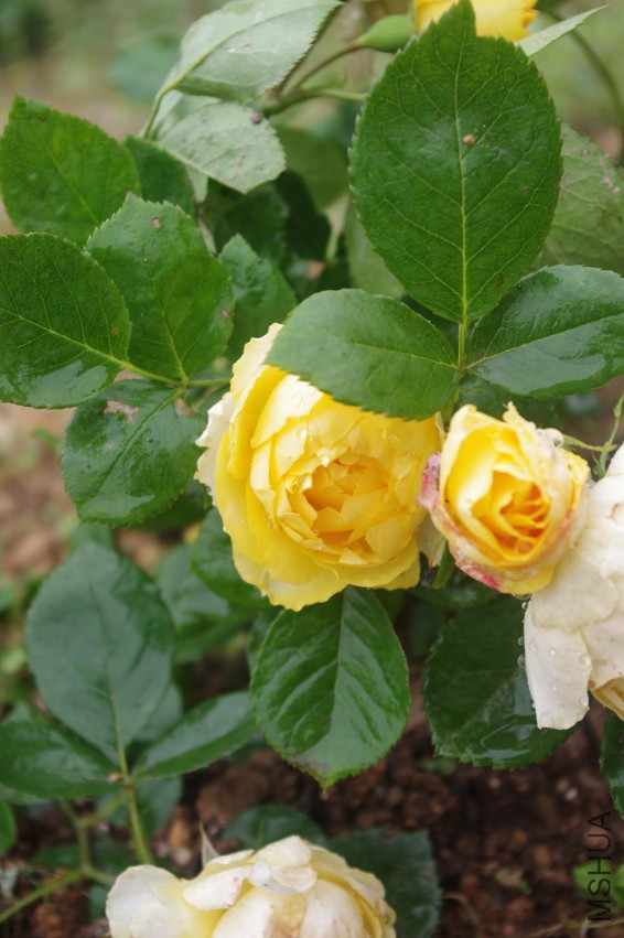IMGP2526-.jpg