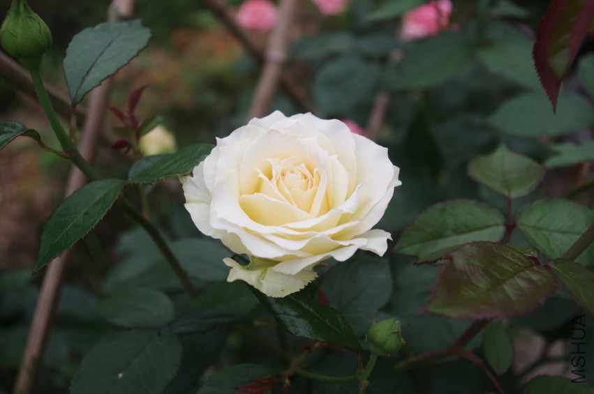 IMGP2532-.jpg